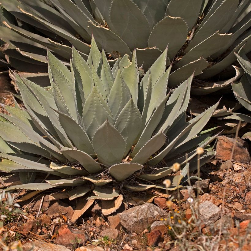 Agave parryi var. huachucensis (Hafen)