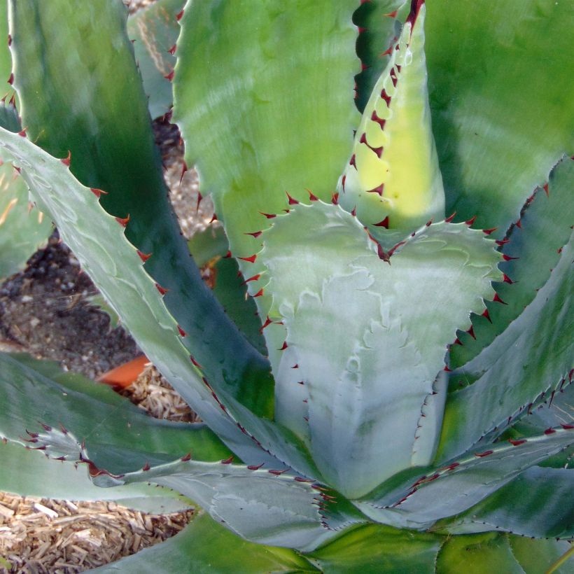 Agave parryi var. neomexicana (Laub)