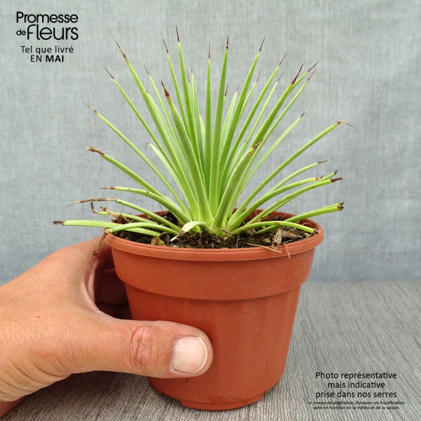 Exemplar von Agave stricta Nana Pot de 13 cm wie im Frühjahr geliefert