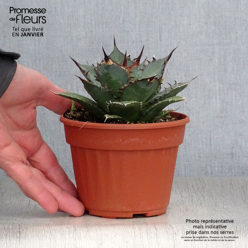 Exemplar von Agave titanota Pot de 13 cm wie im Winter geliefert