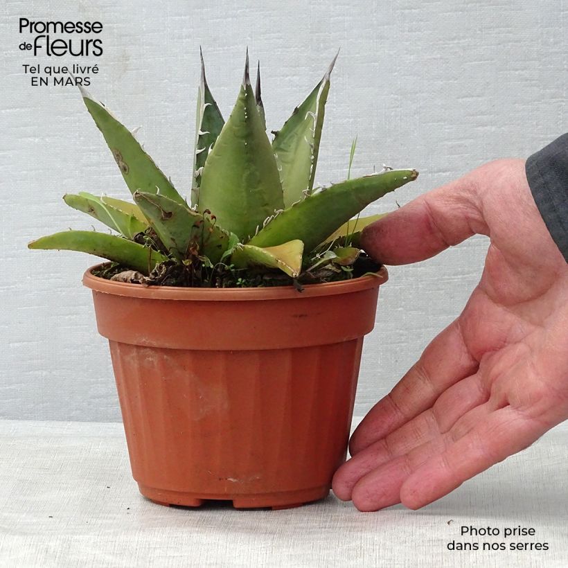 Exemplar von Agave titanota Pot de 13 cm wie im Frühjahr geliefert