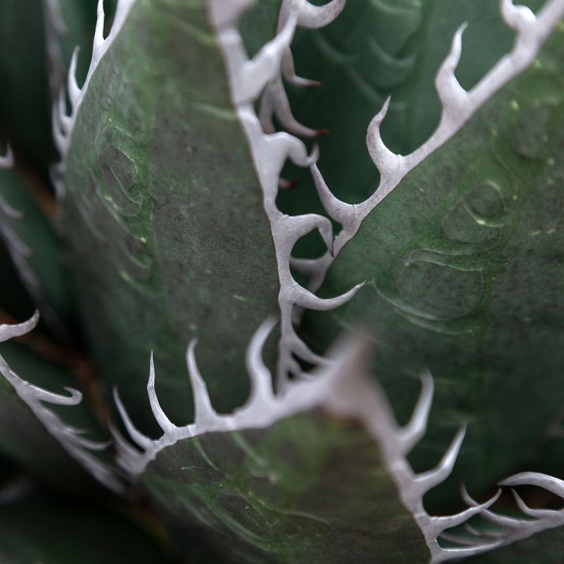 Agave titanota (Laub)