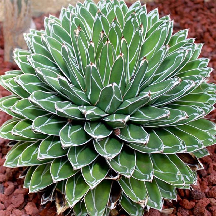 Agave victoriae-reginae - Königin-Victoria-Agave (Hafen)