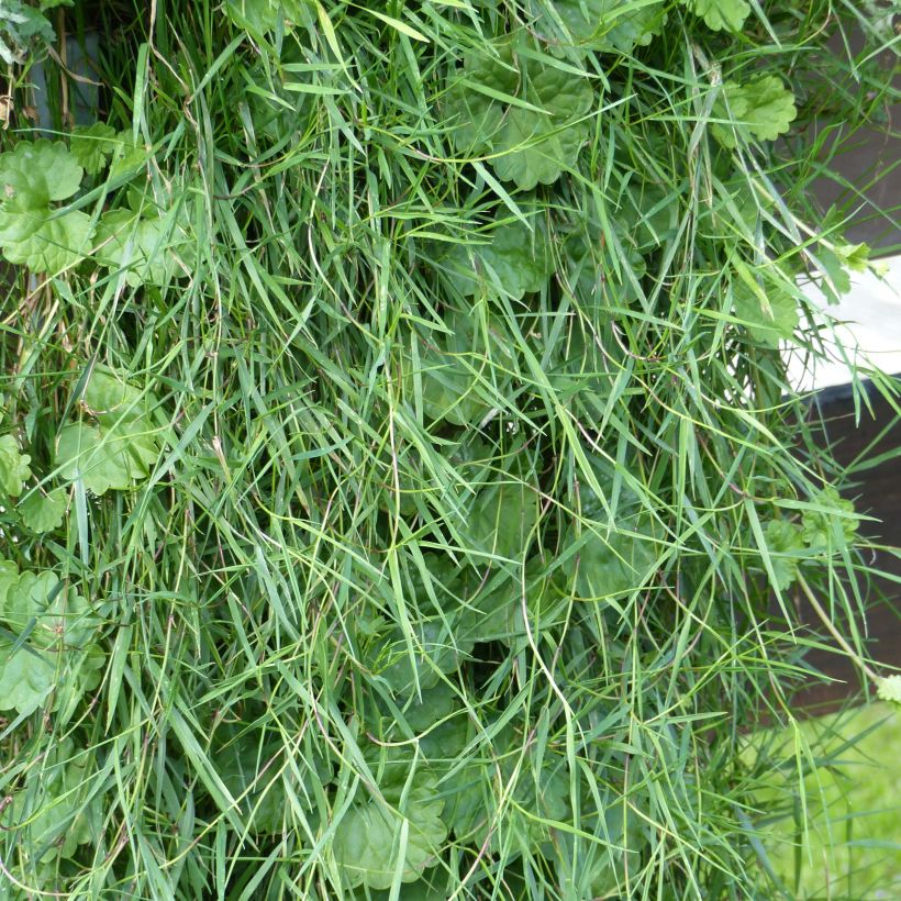 Agrostis stolonifera Bamboo Grass Green Twist - Weißes Straußgras (Laub)