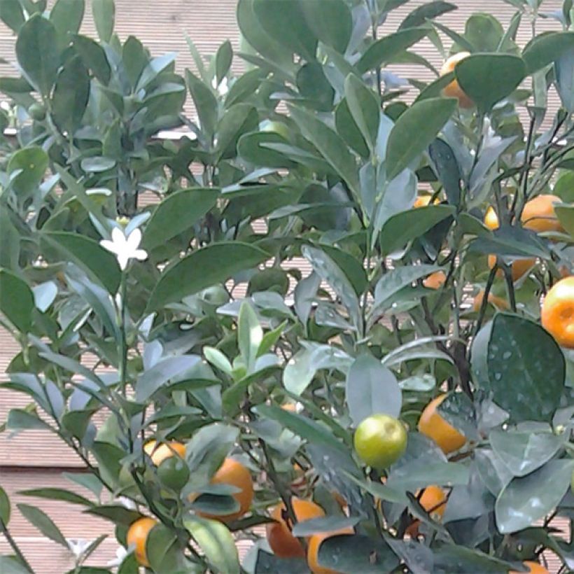 Calamondin - Citrus madurensis (Laub)