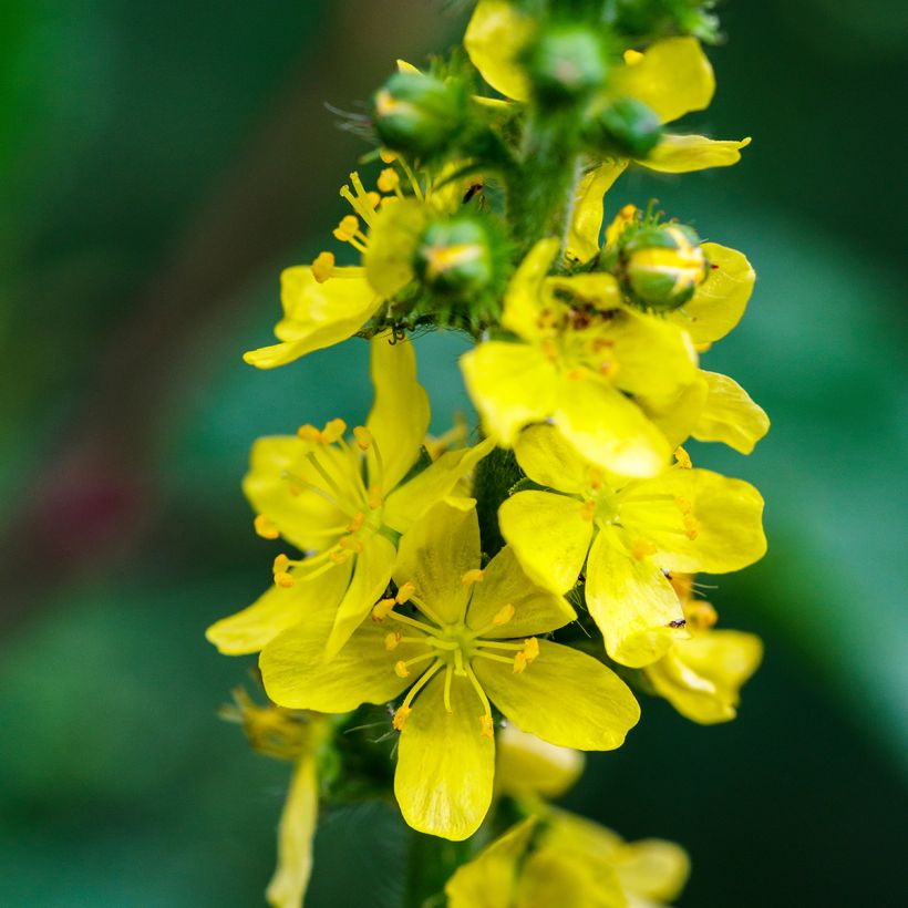 Agrimonia eupatoria - Gemeiner Odermennig (Blüte)