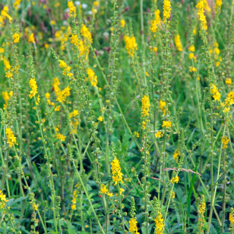 Agrimonia eupatoria - Gemeiner Odermennig (Hafen)