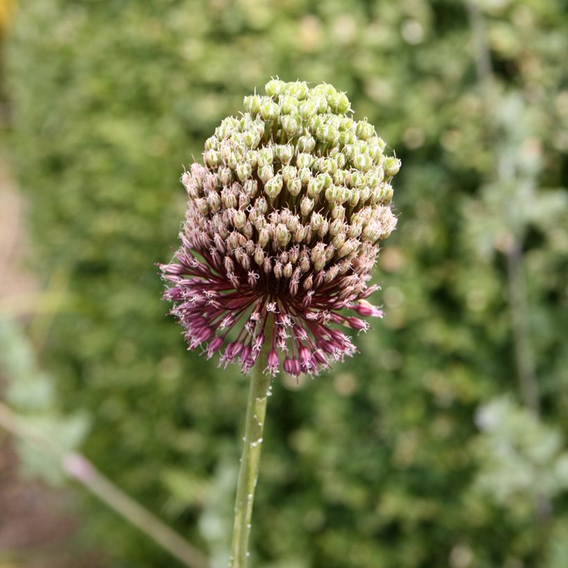 Allium amethystinum Forelock - Zierlauch (Blüte)