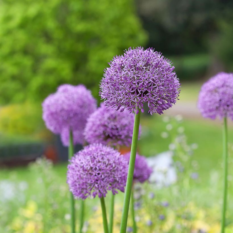 Allium Gladiator - Zierlauch (Hafen)