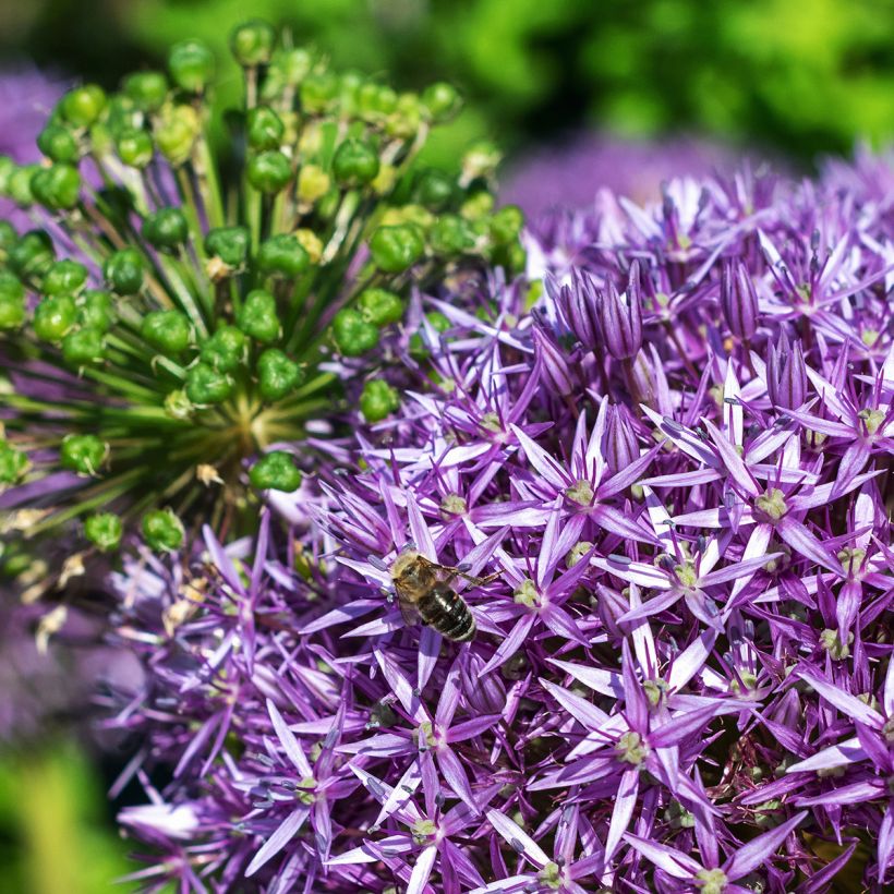 Allium Globemaster - Zierlauch (Blüte)