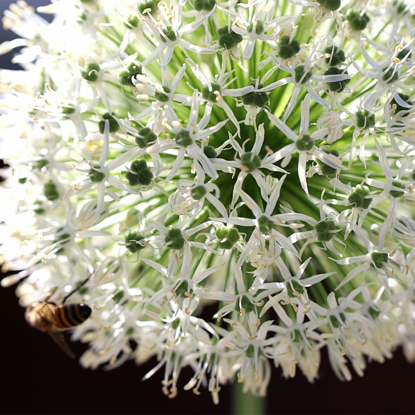 Allium stipitatum Mount Everest - Zierlauch (Blüte)