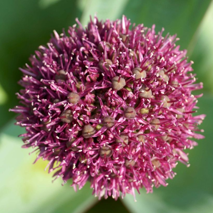 Allium Ostara - Zierlauch (Blüte)