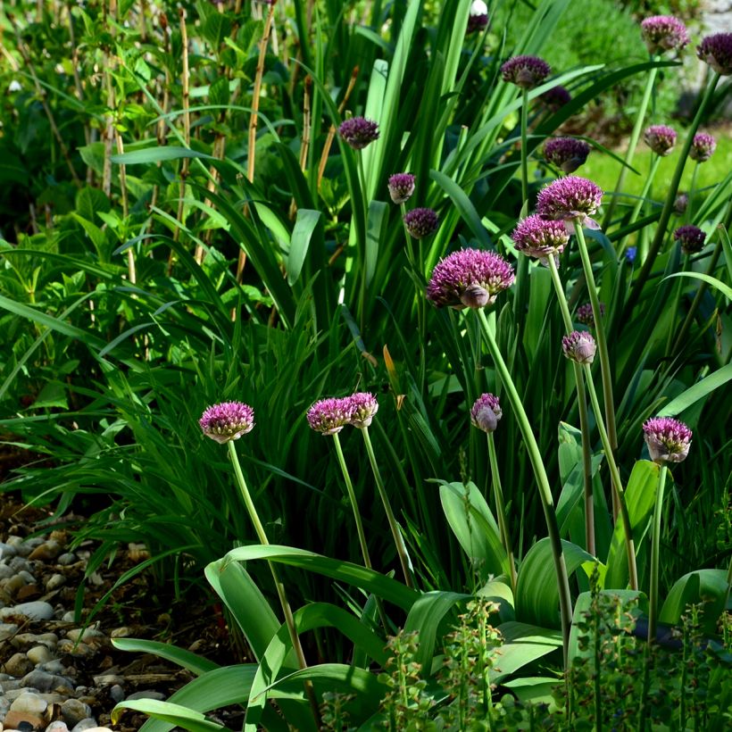 Allium Ostara - Zierlauch (Hafen)