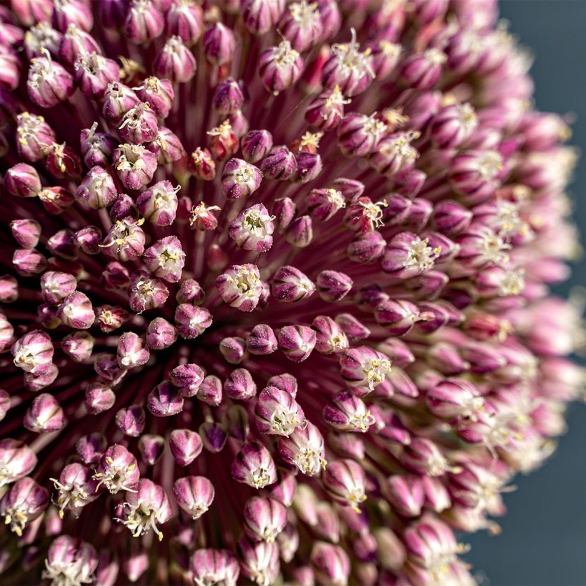 Allium Summer Drummer - Zierlauch (Blüte)