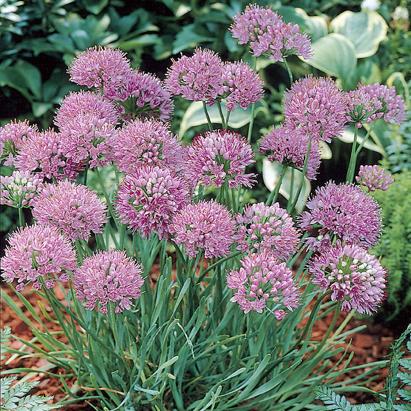 Allium angulosum - Kanten-Lauch (Hafen)