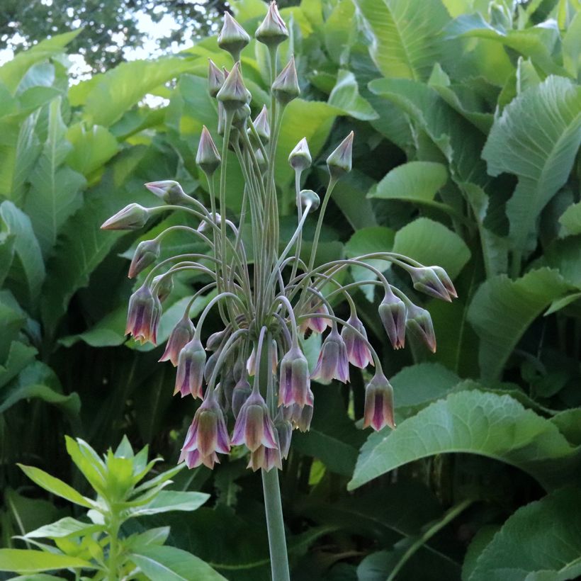 Allium nectaroscordum - Sizilianische Honiglauch (Blüte)