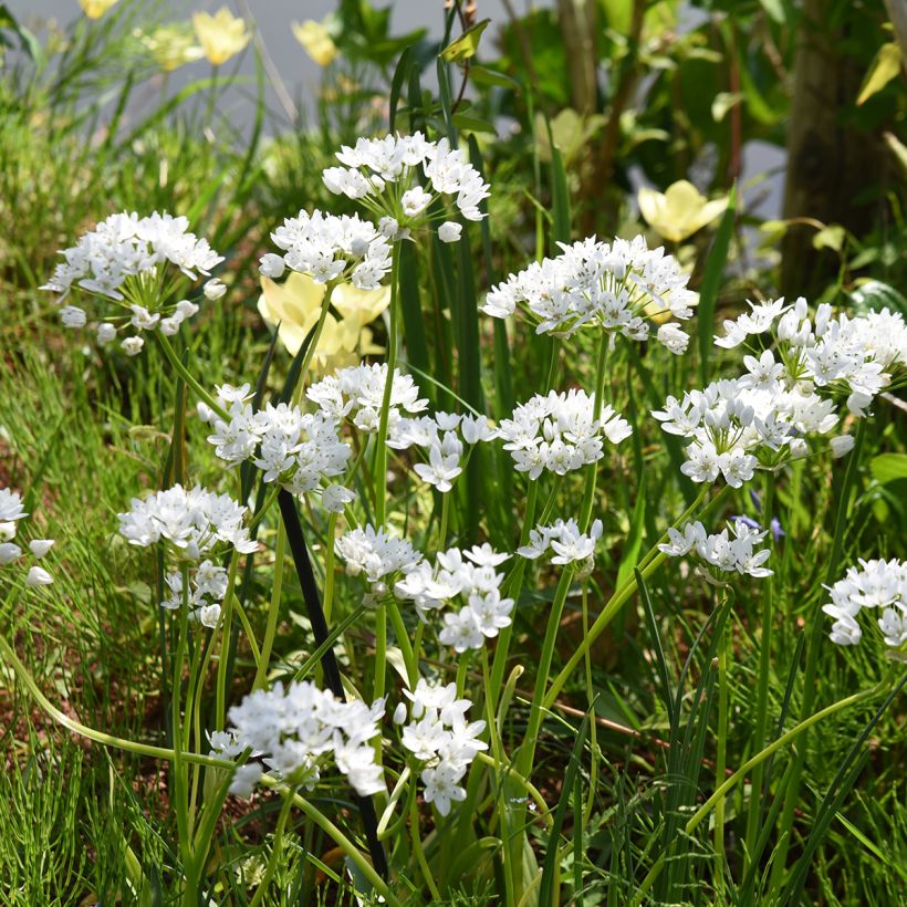 Allium neapolitanum Groupe Cowanii - Neapolitanischer Lauch (Hafen)