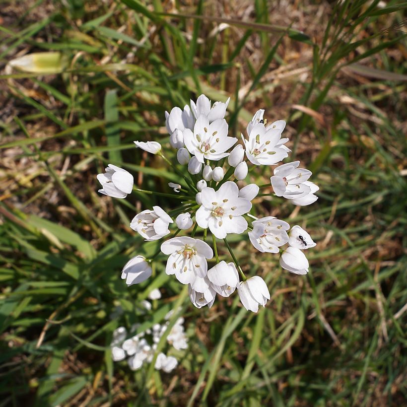 Allium neapolitanum - Neapolitanischer Lauch (Blüte)