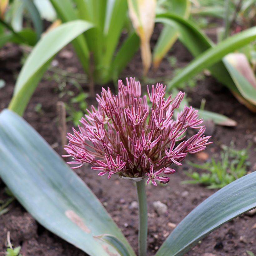 Allium nevskianum - Blauzungen-Lauch (Hafen)