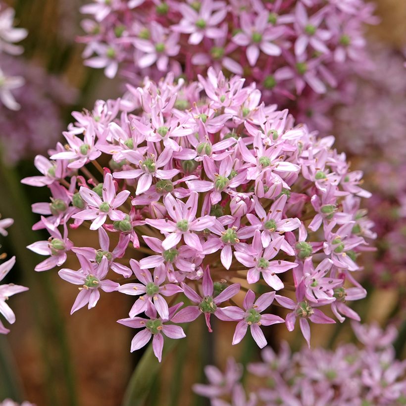 Ail d'ornement - Allium nigrum Pink Jewel (Blüte)