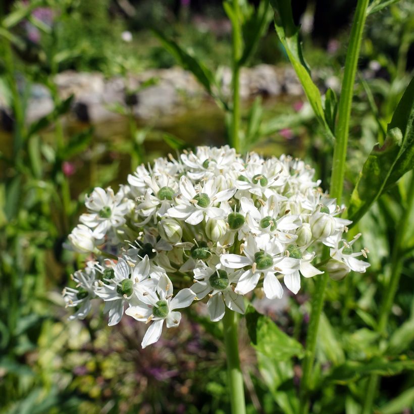 Allium nigrum ssp multibulbosum - Zierlauch (Blüte)