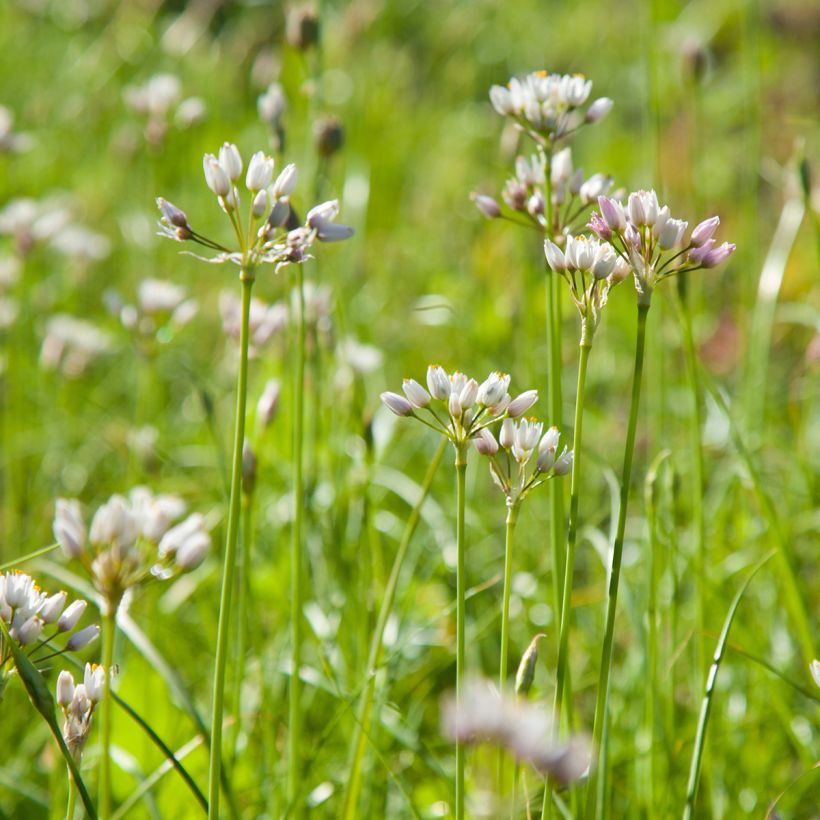 Allium roseum - Rosen-Lauch (Hafen)