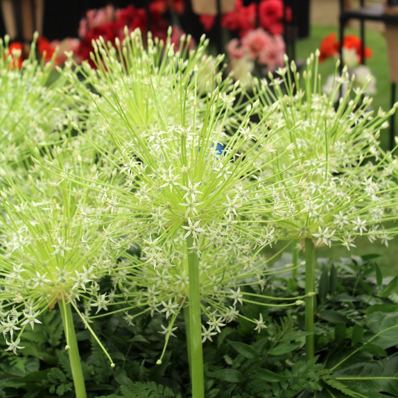 Ail d'ornement - Allium schubertii Arctic Snow (Blüte)