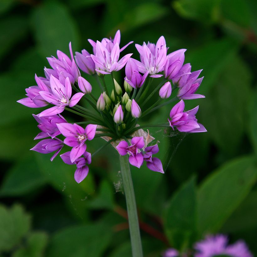 Ail d'ornement - Allium unifolium Eros (Blüte)