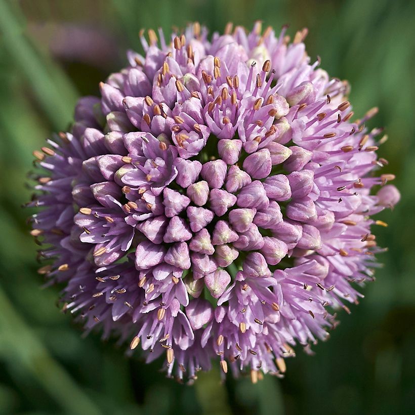 Allium Avatar - Zierlauch (Blüte)