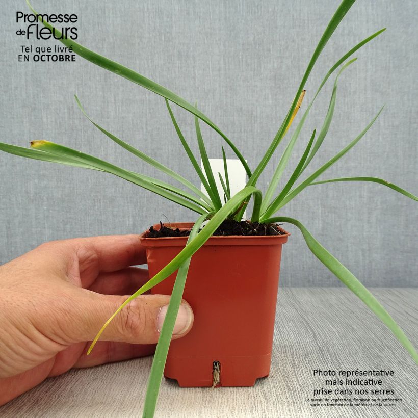 Exemplar von Ail d'ornement - Allium senescens Avatar Godet de 7/8 cm wie im Herbst geliefert