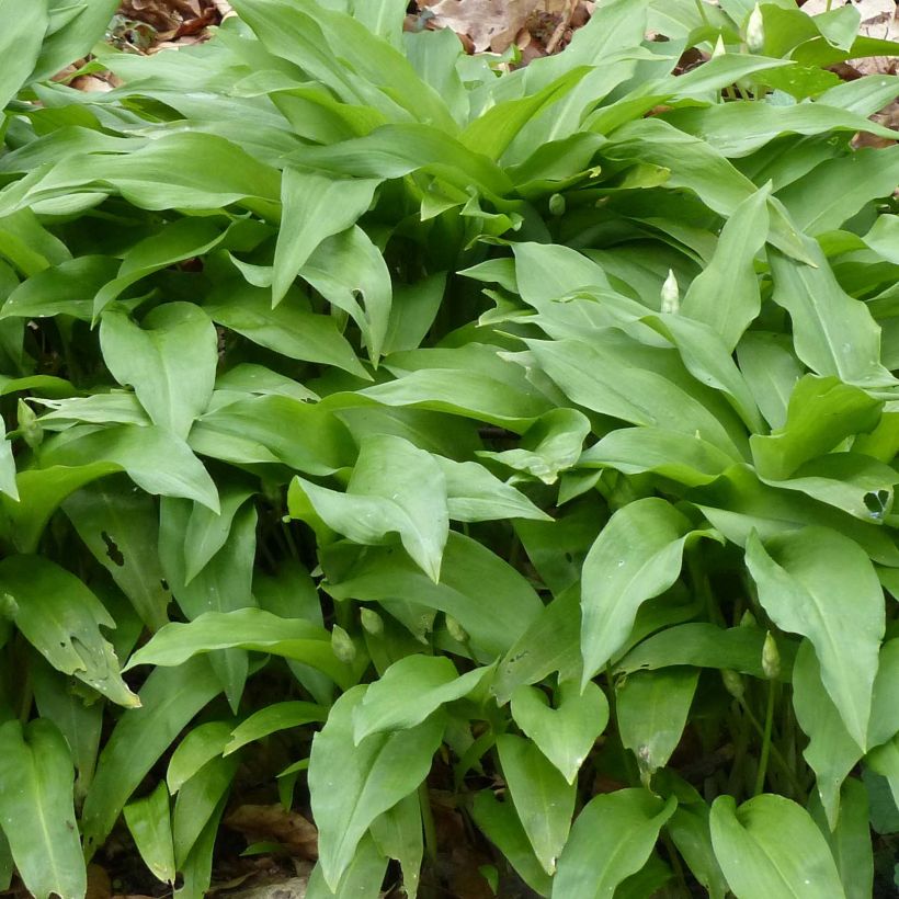 Allium ursinum - Bärlauch (Laub)