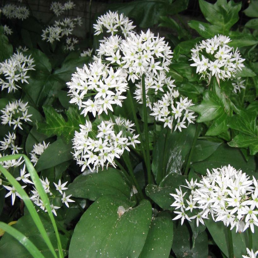 Allium ursinum - Bärlauch (Blüte)