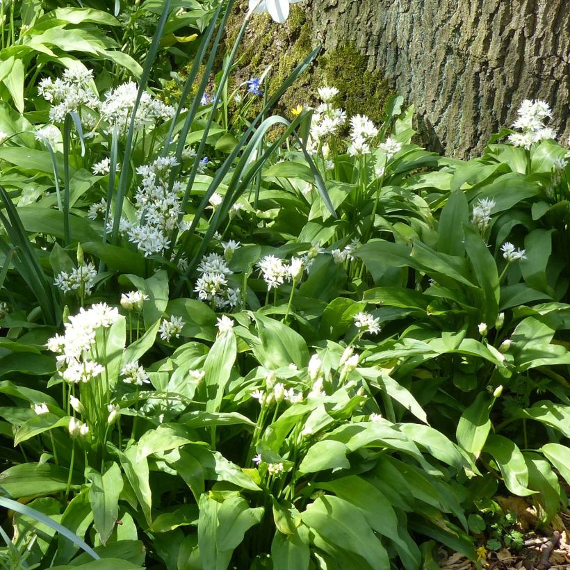 Allium ursinum - Bärlauch (Hafen)