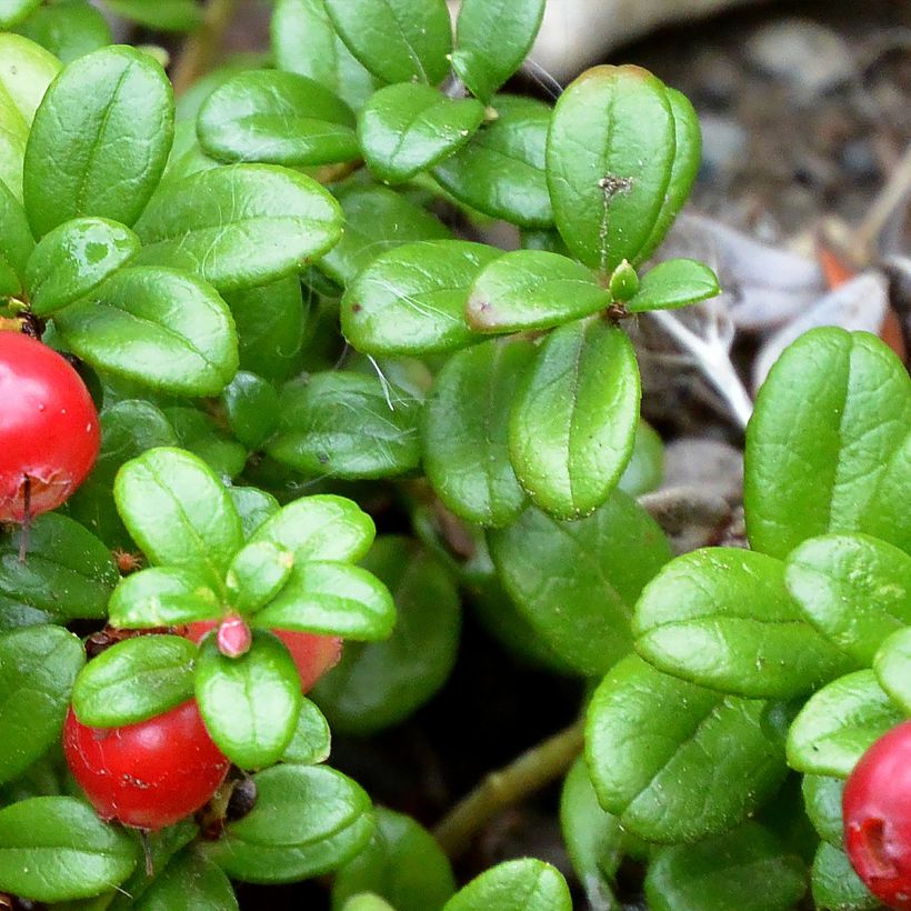 Preiselbeere Red Pearl - Vaccinium vitis-idaea (Laub)