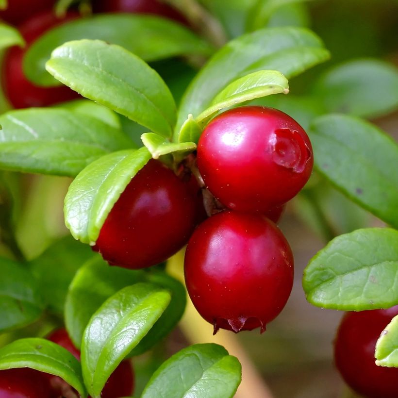 Preiselbeere Red Pearl - Vaccinium vitis-idaea (Ernte)