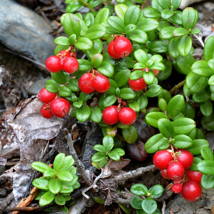 Preiselbeere Red Pearl - Vaccinium vitis-idaea (Hafen)