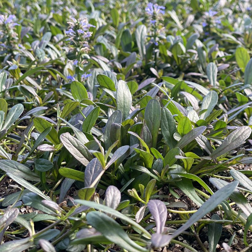 Ajuga Noble Nightingale - Kriechender Günsel (Hafen)