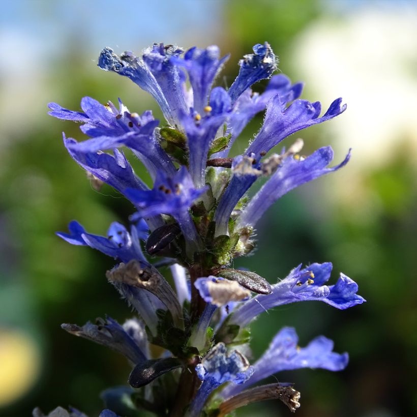 Ajuga Noble Nightingale - Kriechender Günsel (Blüte)