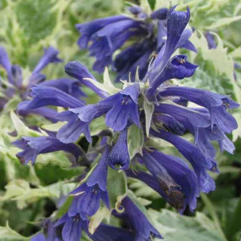 Ajuga incisa Frosted Jade - Aufrechter Günsel (Blüte)