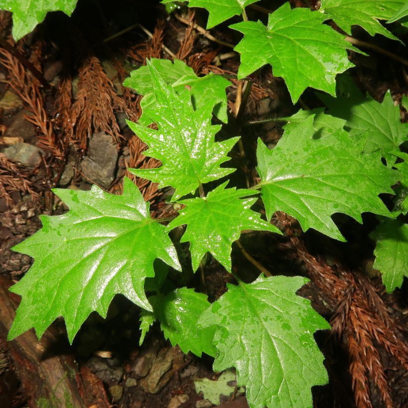 Ajuga incisa - Aufrechter Günsel (Laub)