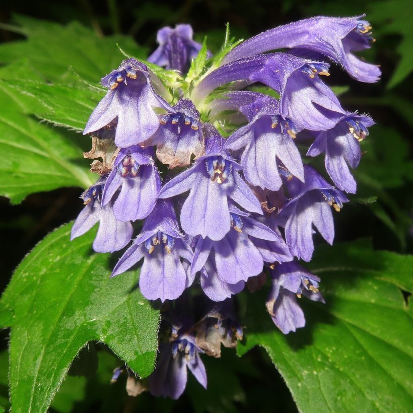 Ajuga incisa - Aufrechter Günsel (Blüte)