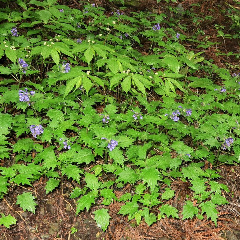 Ajuga incisa - Aufrechter Günsel (Hafen)