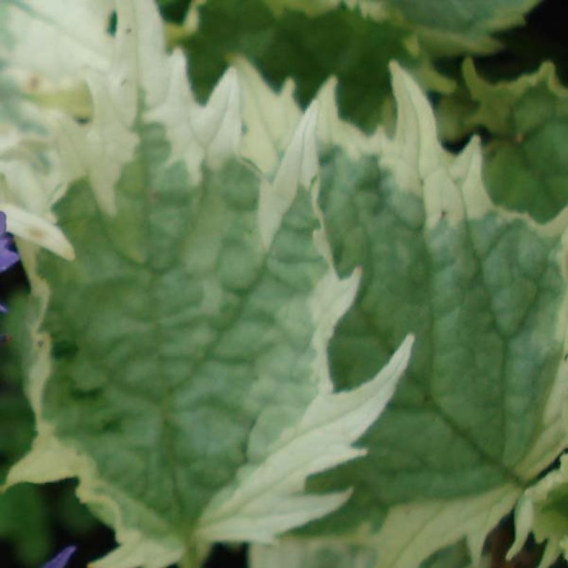 Ajuga incisa Frosted Jade - Aufrechter Günsel (Laub)