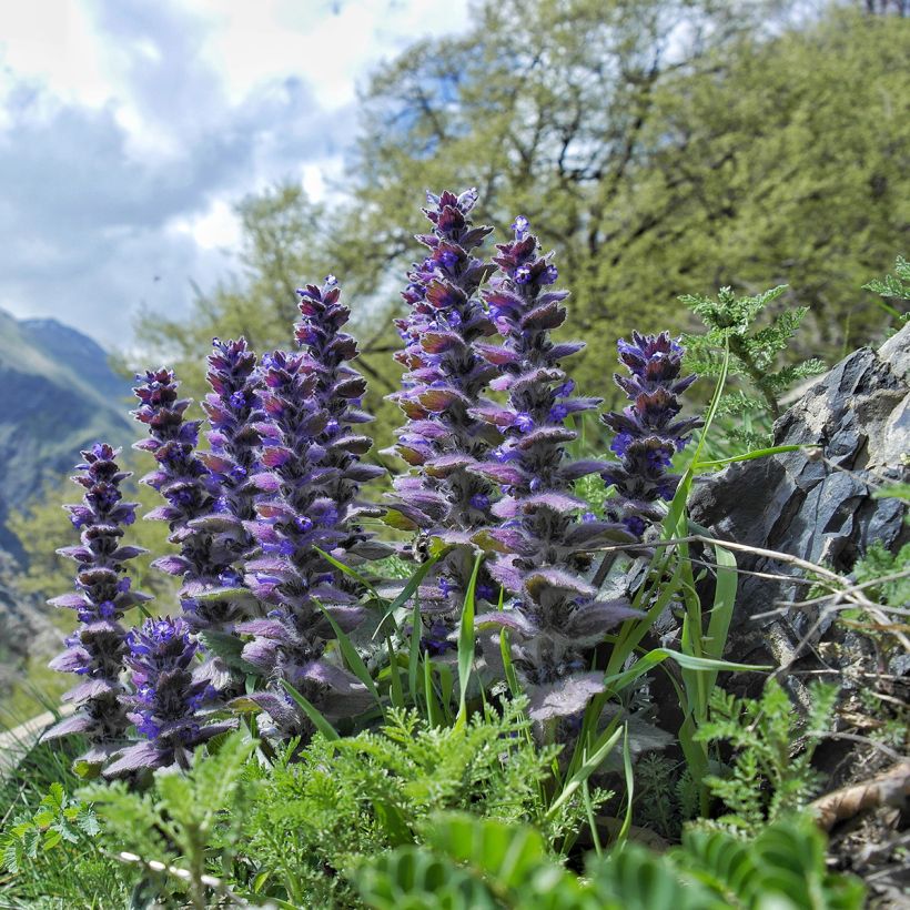 Ajuga pyramidalis - Pyramiden-Günsel (Hafen)