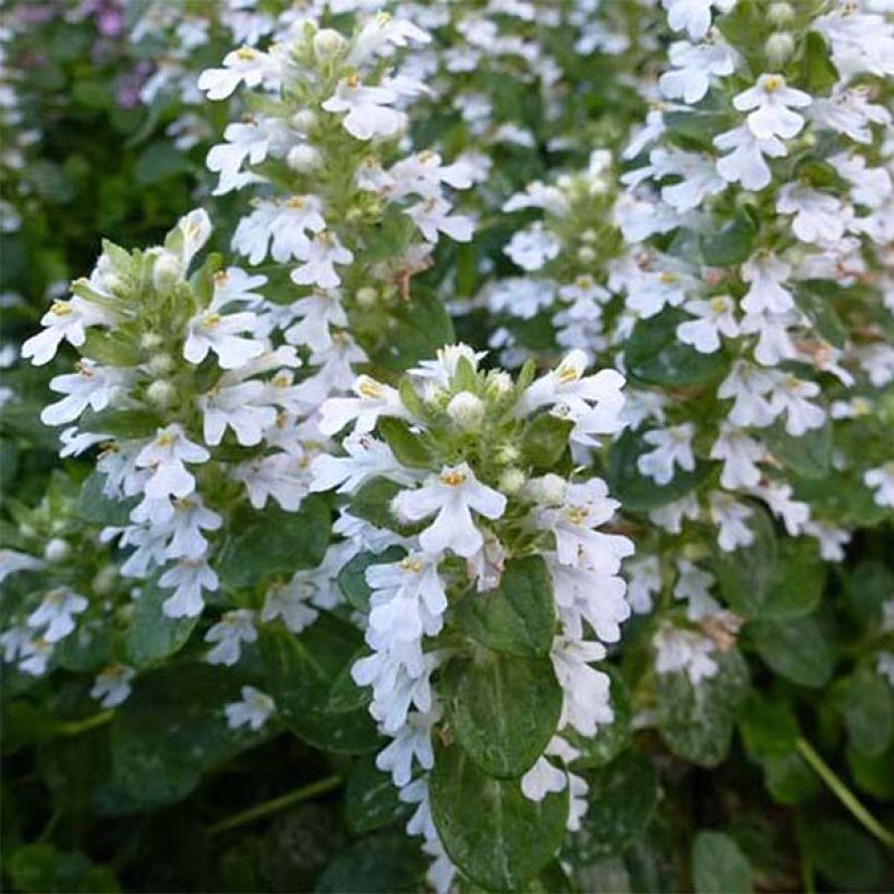 Ajuga reptans Alba - Kriechender Günsel (Blüte)