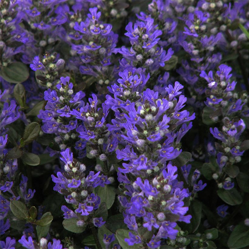 Ajuga reptans Braunherz - Kriechender Günsel (Blüte)