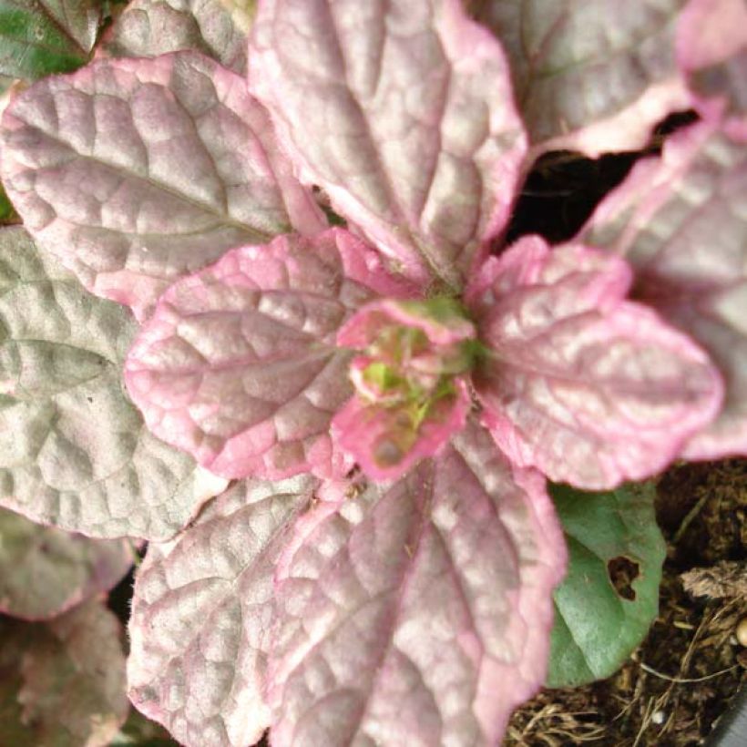 Ajuga reptans Burgundy Glow - Kriechender Günsel (Laub)