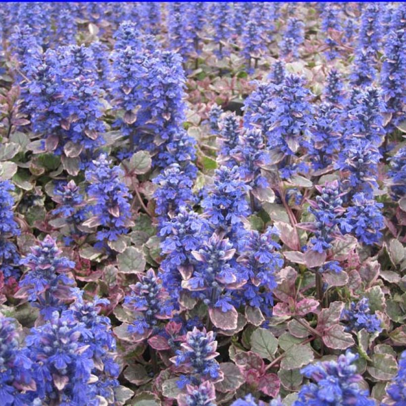 Ajuga reptans Burgundy Glow - Kriechender Günsel (Hafen)