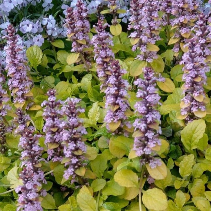 Ajuga reptans Gold Chang - Kriechender Günsel (Laub)