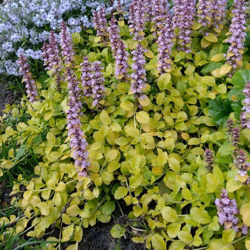 Ajuga reptans Gold Chang - Kriechender Günsel (Hafen)